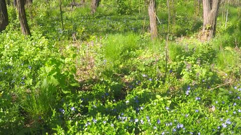 Flowers in the forest