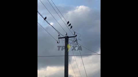 Ukraine: Kharkov birds have learned to imitate the sound of "Kalibr" missiles