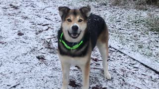 Cute Dog Trying to Catch Snow