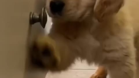 cut and funny dog