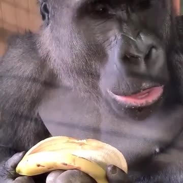 "Banana Feast: Insiders Look at the Gorilla's Culinary Delight"