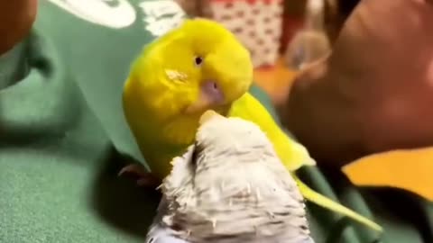 Birds house 🏡 is so good ☺️
