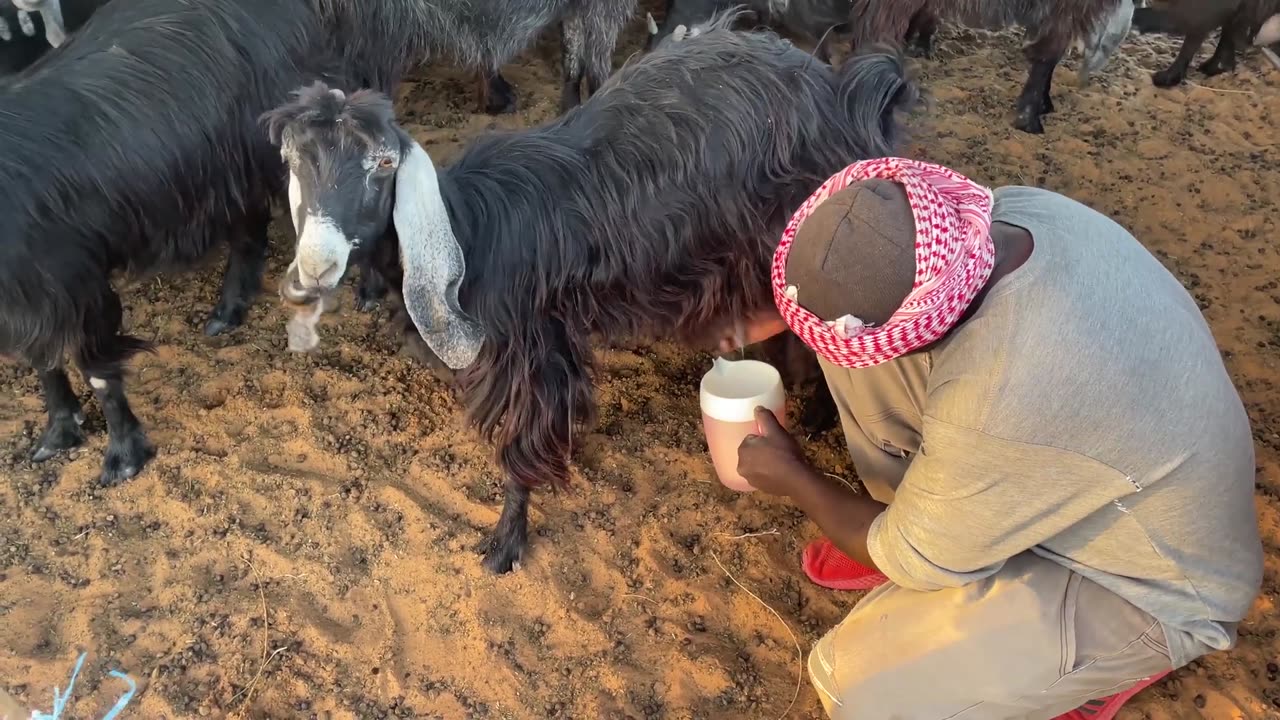 How to Milk a Goat -- Goat Milking by Hand -- Saudi Arabia