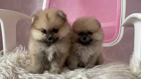 cute dogs