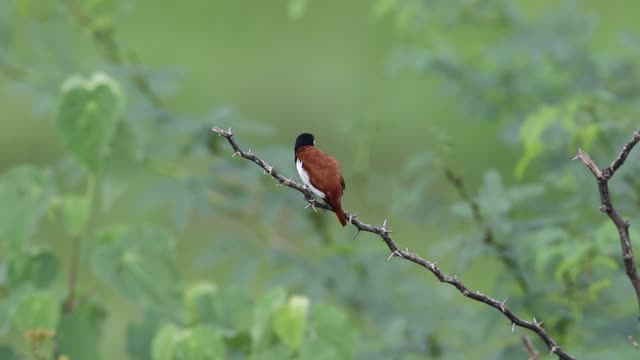 A Tricolored Munia (Finch) Preening