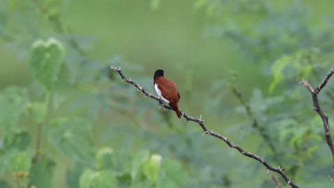 A Tricolored Munia (Finch) Preening