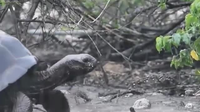 Giant Tortoise in the Rain