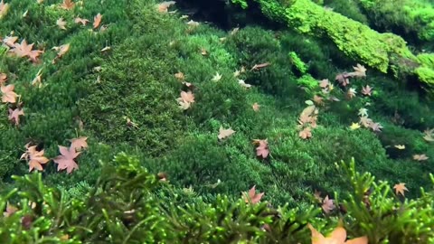 Underwater green view wow 😳😳