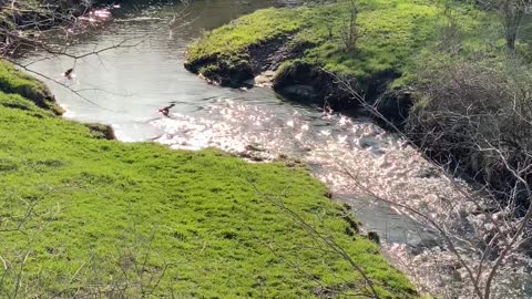 a stream winding through a pasture