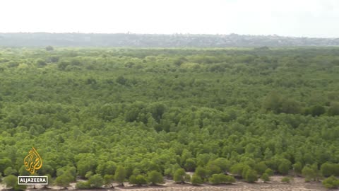 Kenya mangrove conservation: Local efforts to protect mangrove forests bear fruit