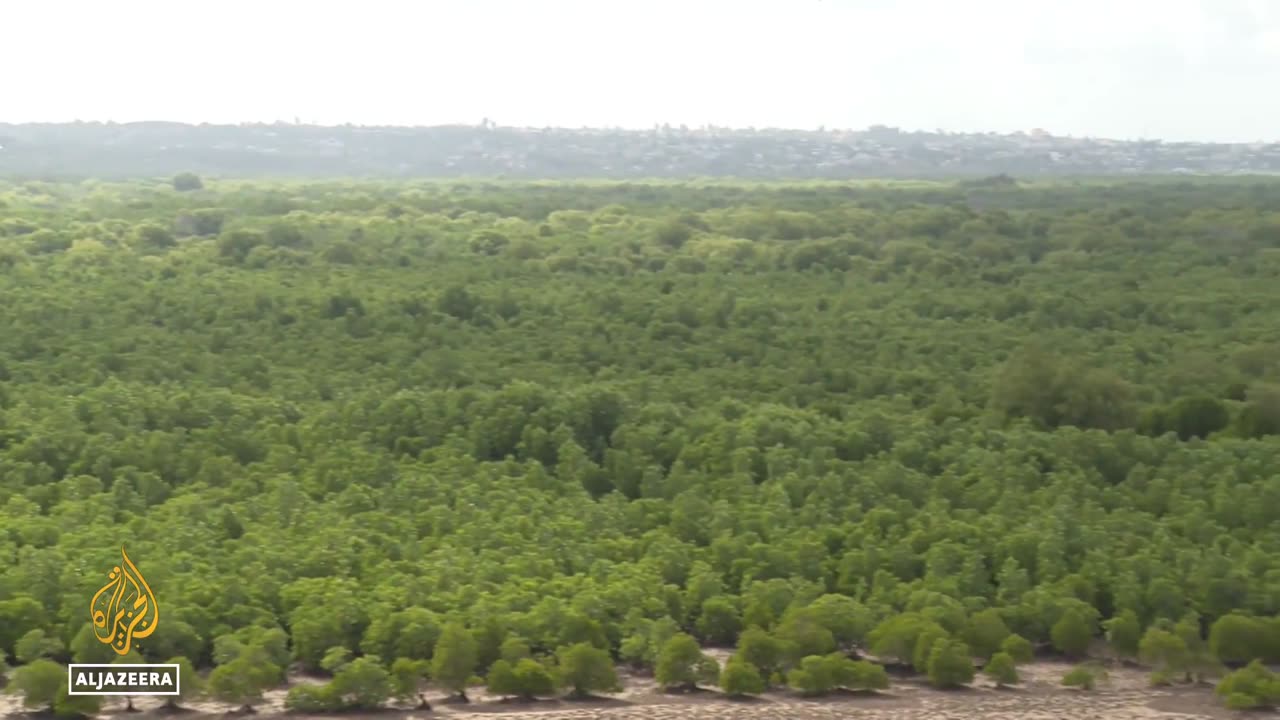 Kenya mangrove conservation: Local efforts to protect mangrove forests bear fruit