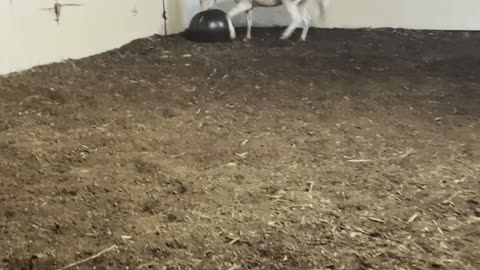 Horse Has an Absolute Blast With Giant Ball