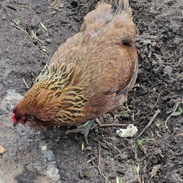 OMC! Brownie vs Bread - Round Two! 🐔vs🍞 😮🤯😍🤣#brownie #vs #bread #shorts #chickens #hens #round #two