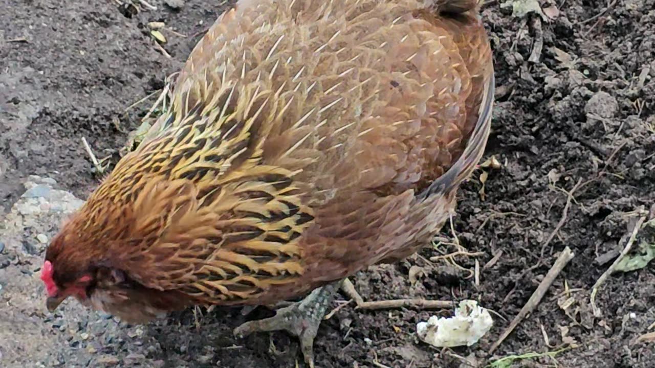 OMC! Brownie vs Bread - Round Two! 🐔vs🍞 😮🤯😍🤣#brownie #vs #bread #shorts #chickens #hens #round #two
