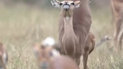 Nature's gymnasts at Singita Sabi Sand Impalas might be more frequently