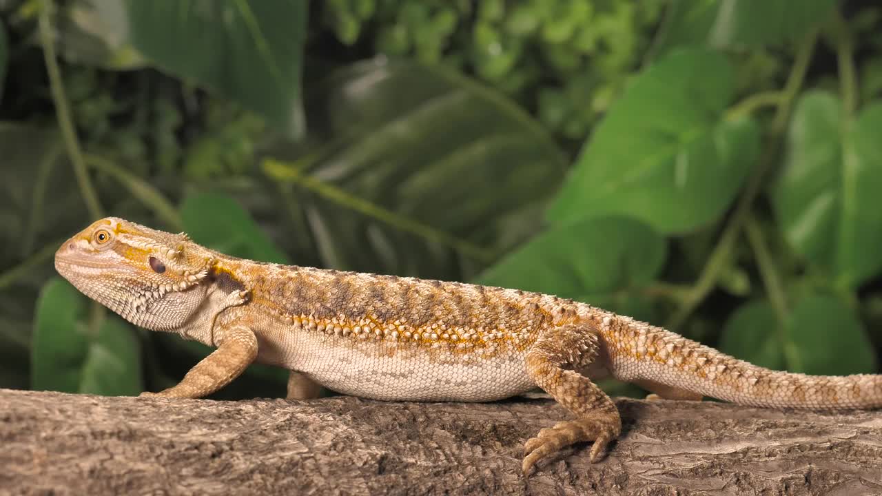 Lizard looking for dinner in nature