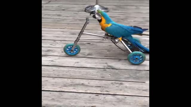 Baby Animals 🔴 Funny Parrots and Cute Birds Compilation