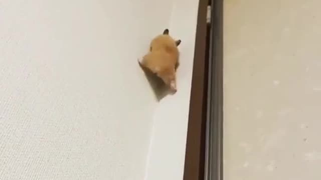 Climbing Hamster