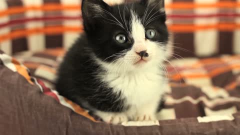 This kitten is cute