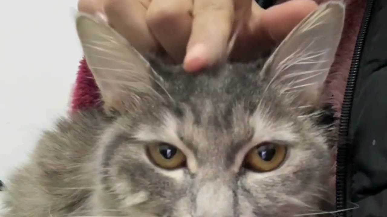 Cute chaos daily! πΎπ #cats #shorts #viral #pets #Reels #Animalspoorly