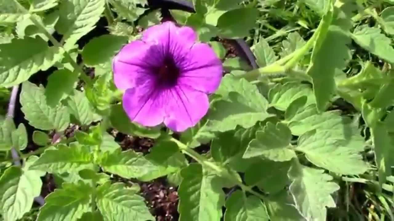 A Petunia Growing And Blooming On A Tomato Plant