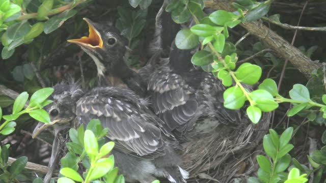 Robin hatchling almost falls out of the nest