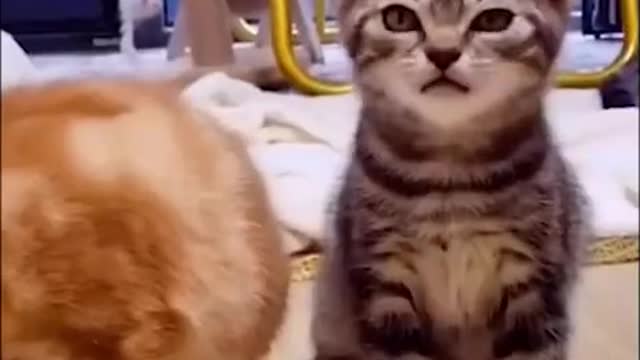 Best pets compilation, cats funny Puppy猫与狗