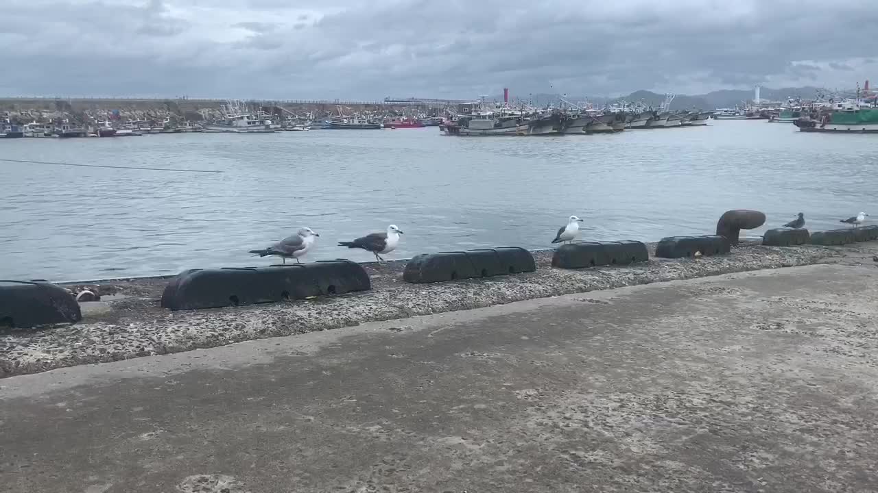 the seagulls