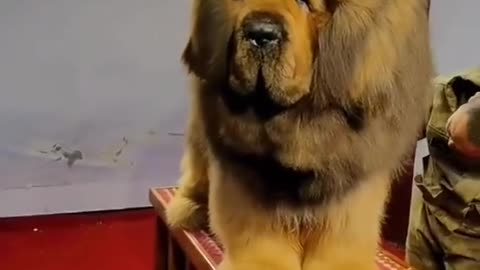 Tibetan Mastiff