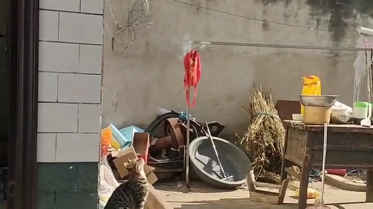 OMG CAT DONE THIS