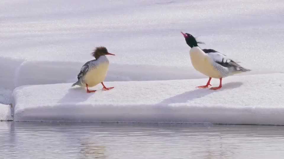 Beautiful Birds World Video