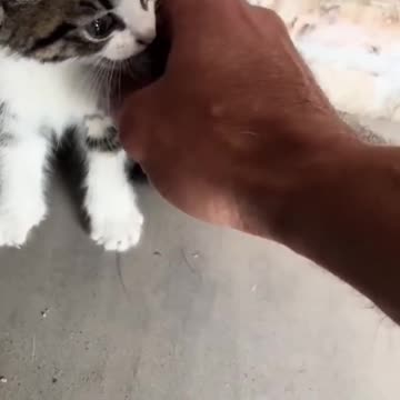 Cute Angry Kitten