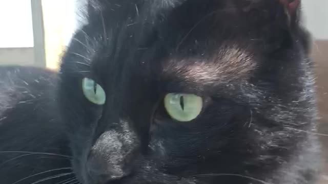 beuatiful black cat