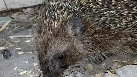 The hedgehog eats and chomps.