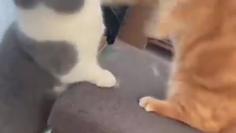 Cat doing acting like man, try not to laugh