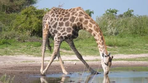 Girafa bebendo Agua de um lago ‐