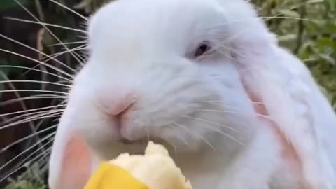 Adorable bunny enjoys sweet banana