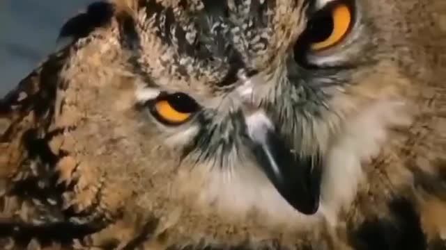 Playing with Owl