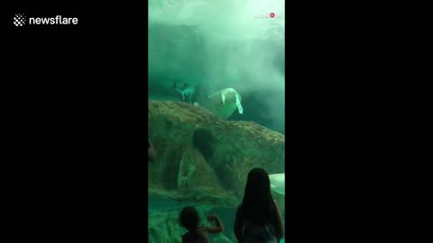 Aquarium visitors stunned when epic fight breaks out between two SHARKS