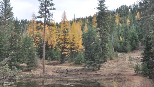 C4EVER Ranch Tree trenches and trouble