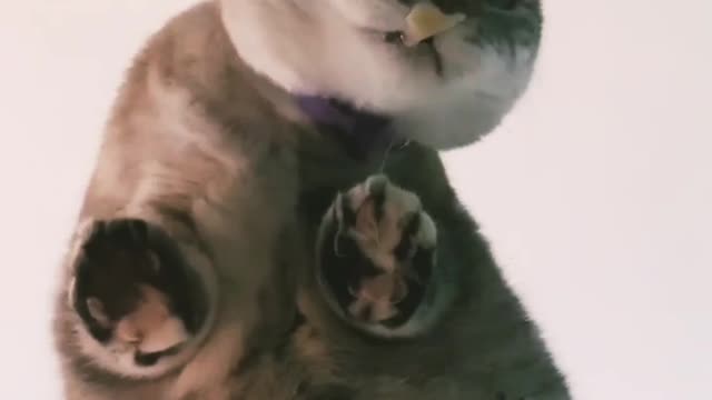 Why cat video satisfying