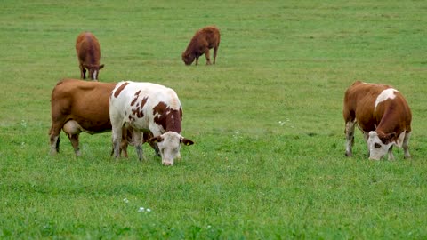 Beautiful Cow In fields