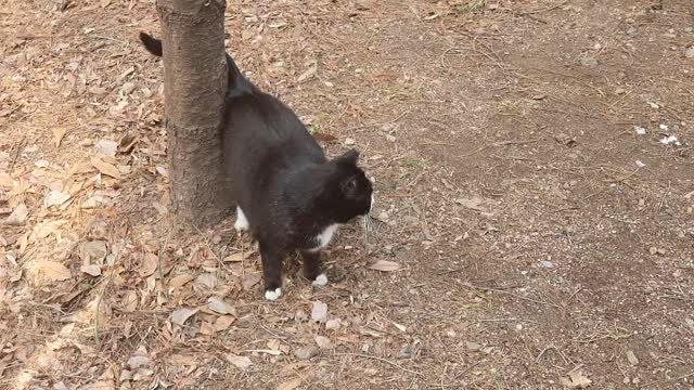 A very cute street cat 9