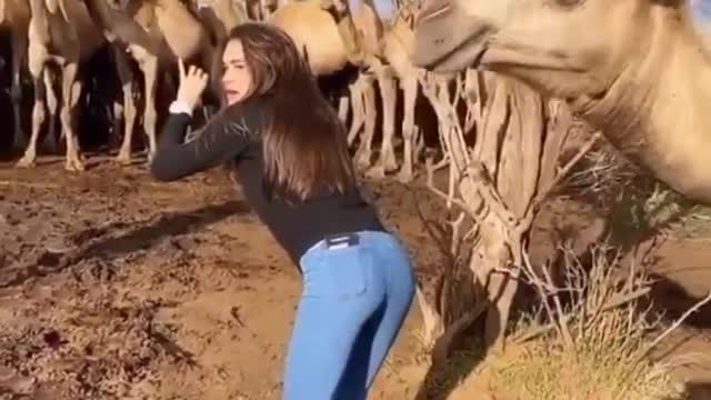 What does camel want funny video 🤪🤪🐪🐪