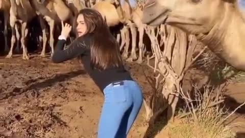 What does camel want funny video 🤪🤪🐪🐪