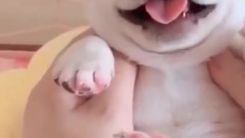 Cute Puppy moments ·"