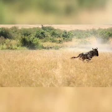 Very unique condition. Alone Lioness hunting wildebeast at migration