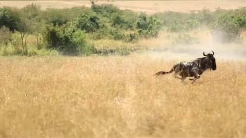 Very unique condition. Alone Lioness hunting wildebeast at migration