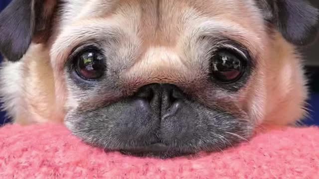 Loulou’s puppy eyes at the end really get me