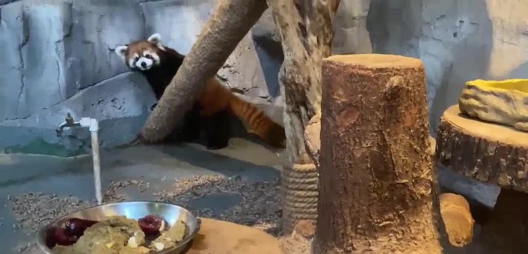 how can a mere apple core defeat my panda